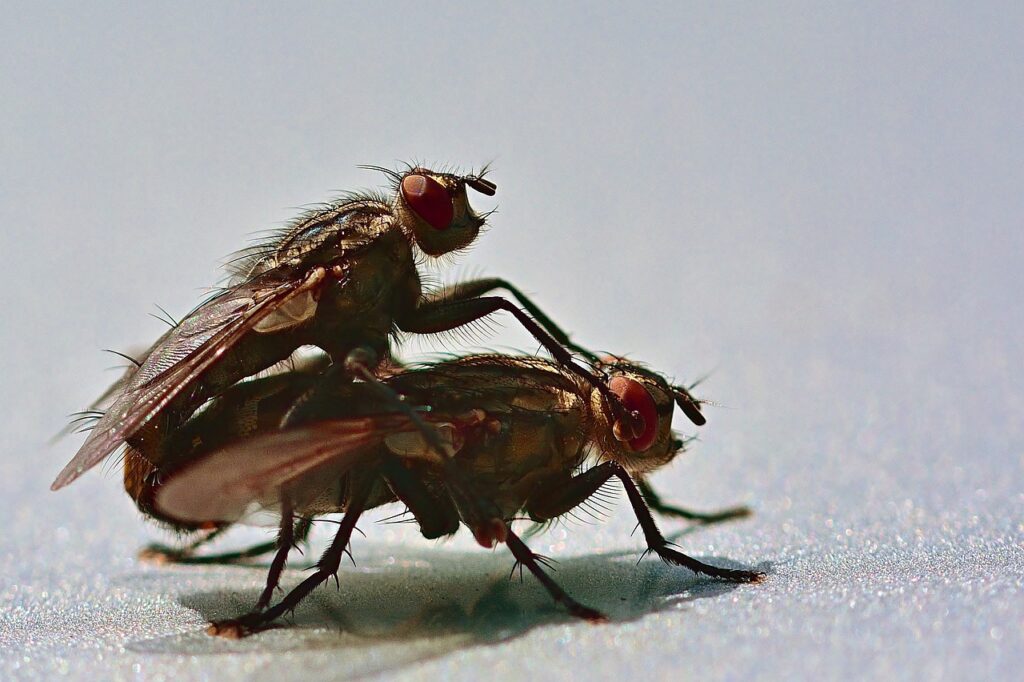 fly mating, car roof, flies-5375666.jpg