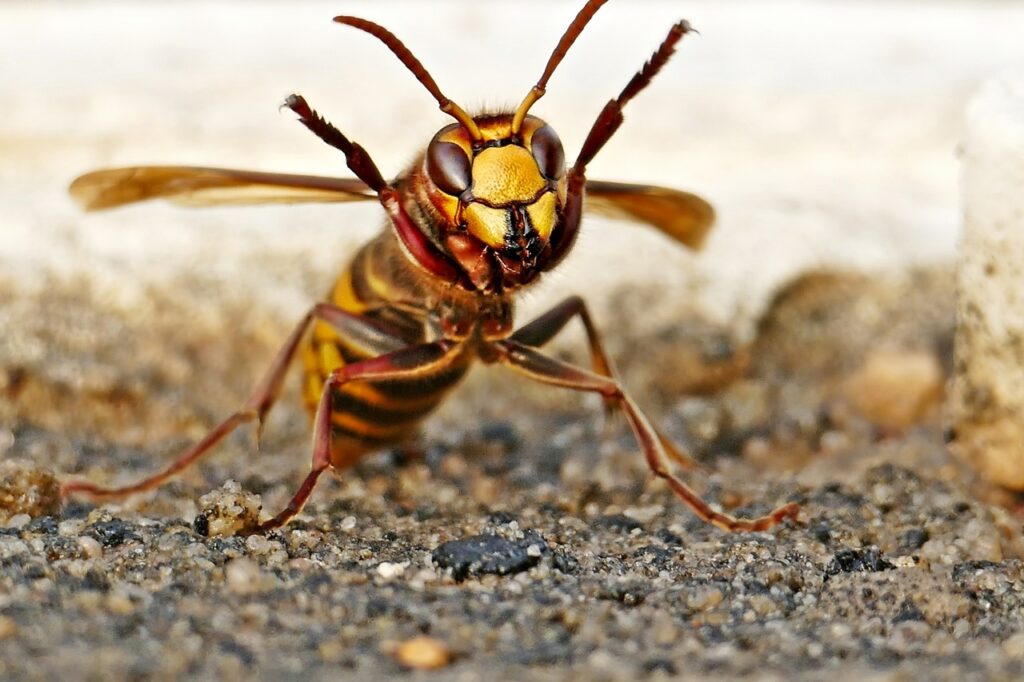 hornet, insect, ground-6181845.jpg